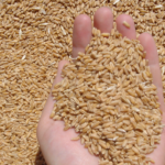 seed