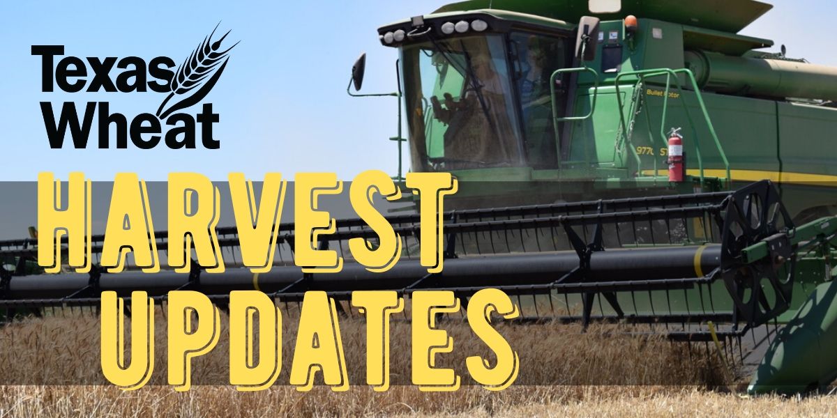 Harvest Updates Texas Wheat