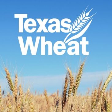Texas to lead drone data processing as part of $15 million national wheat project