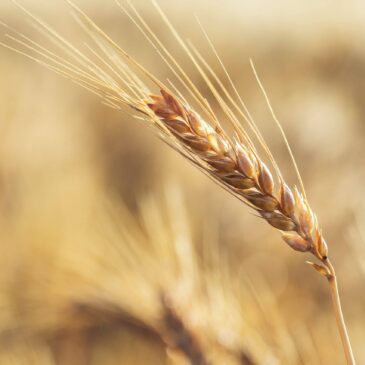 Texas Wheat Bolsters Research Investment Through New Partnership