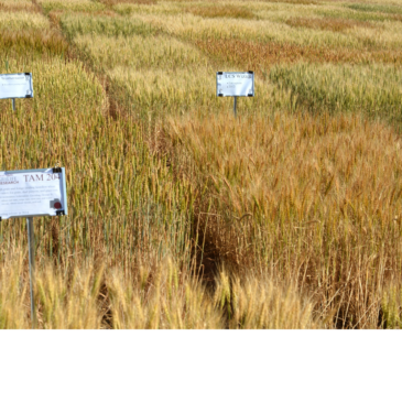 Texas Wheat Calls for Research Proposals