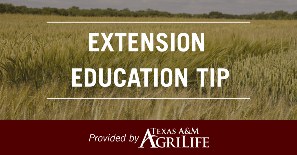 Texas Seed Insect Winter and Early Spring Insect Pests in Texas Small Grains | Texas ...