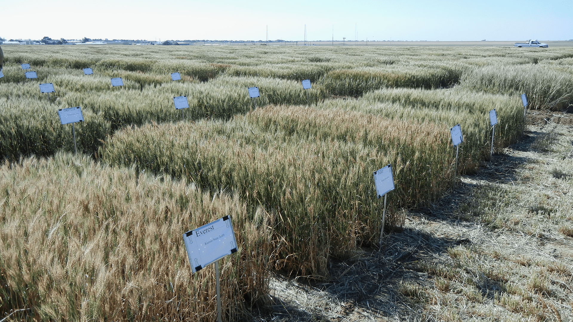 A Bedrock of AgriLife Wheat Research—Small Plots