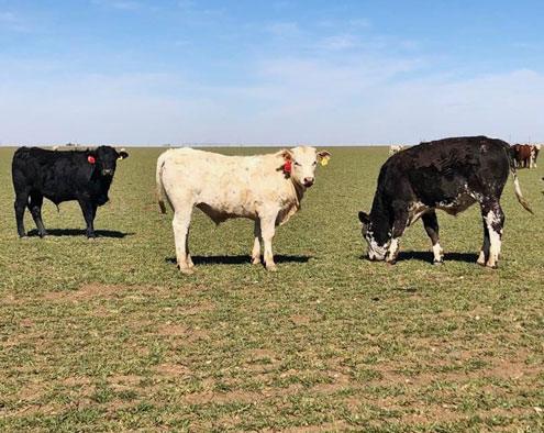 Texas wheat acres likely to perform well amid falling grain prices