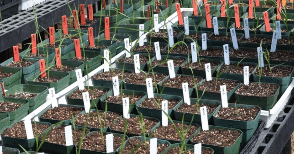 Texas Wheat Growers Fuel Innovation Through Public Breeding Programs