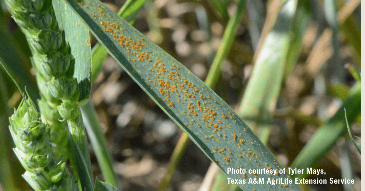 Evaluating Wheat Varieties for Leaf Rust