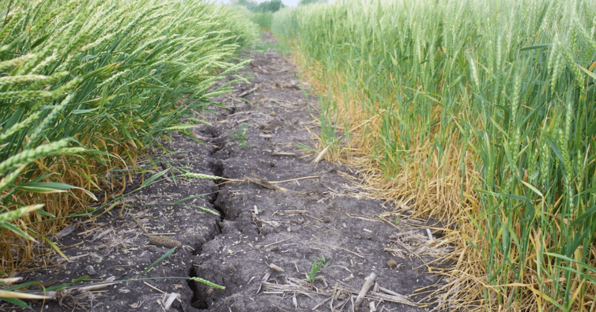 Disaster Relief Program Offers Aid for Wheat Producers
