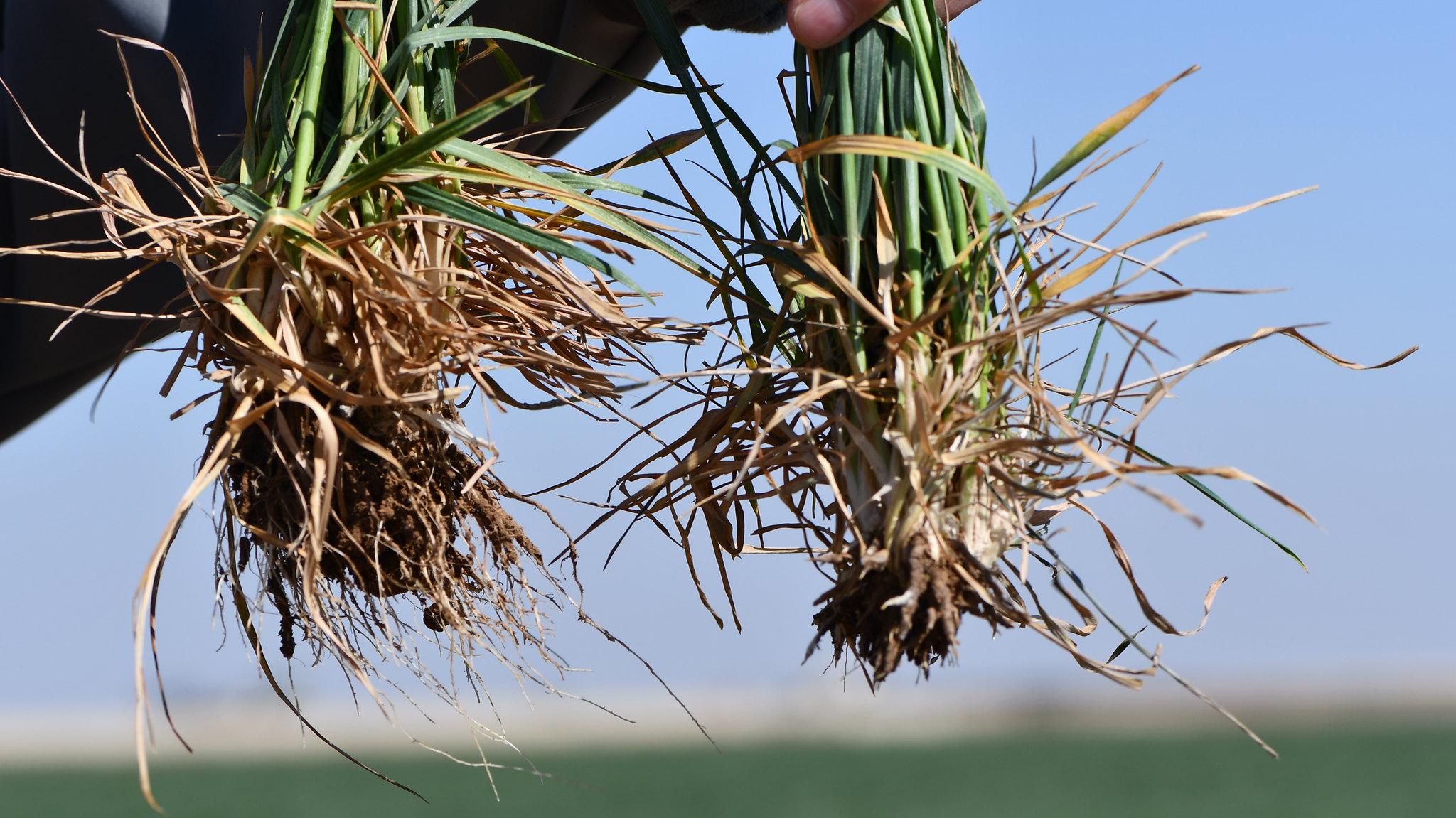 Twelve Common Wheat Grower Questions on Topdressing and Timing