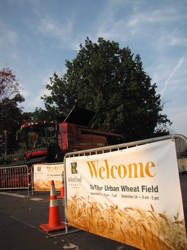 Wheat Field Sprouts on National Mall