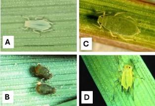 Four different types of aphids
