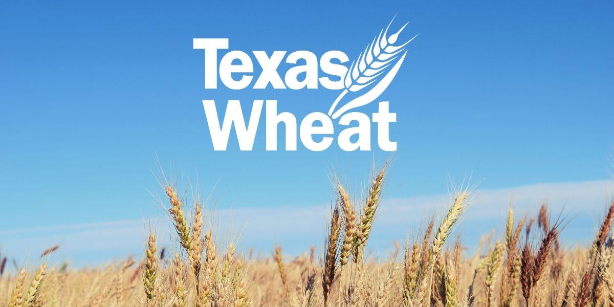 Army cutworms damaging wheat