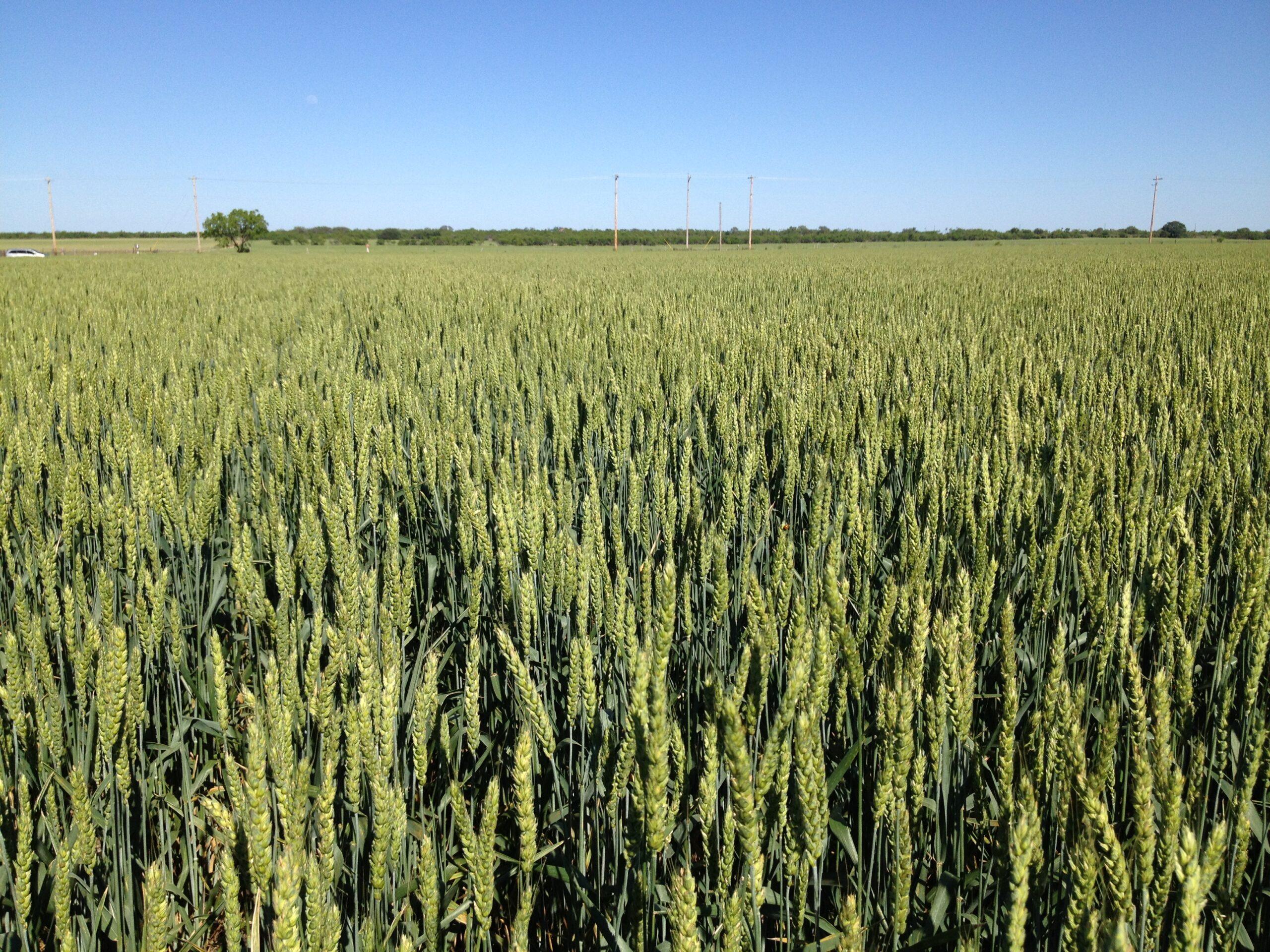 The Trap of Beardless Wheat & Forage Quality