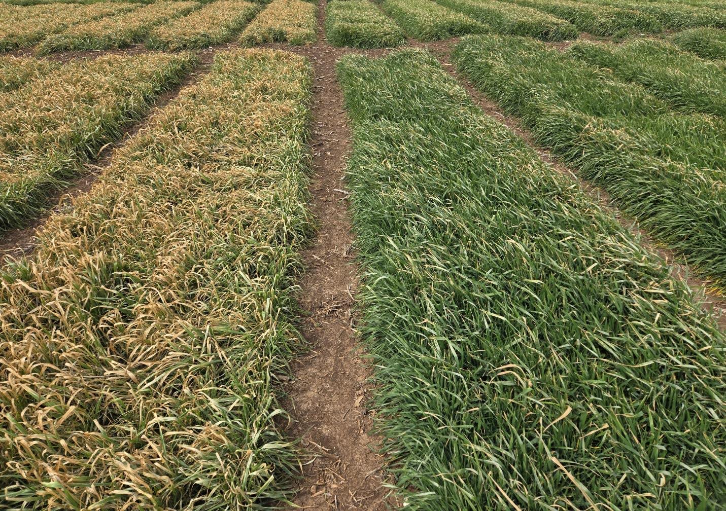 Guest Post: Winterkill From Recent Cold Temperatures Unlikely in Most Texas Wheat Regions
