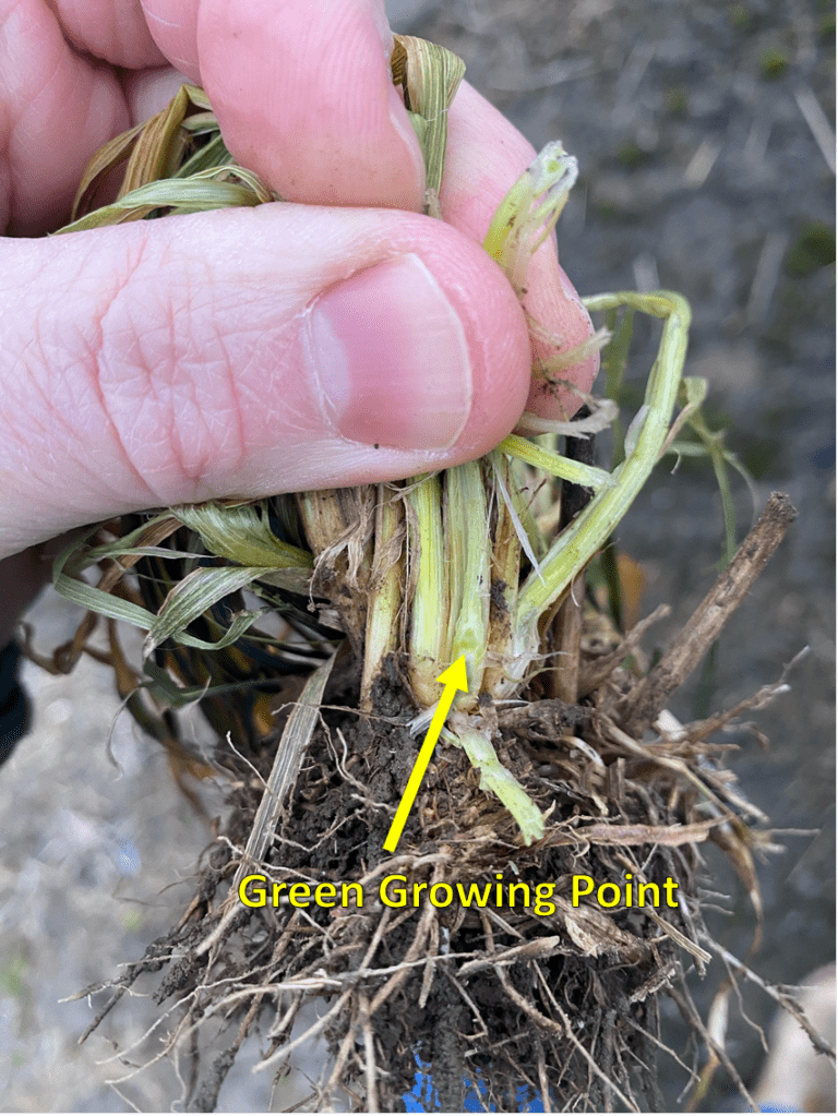 Green growing point in healthy wheat plant