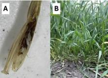 Hessian fly larvae and infested wheat plant