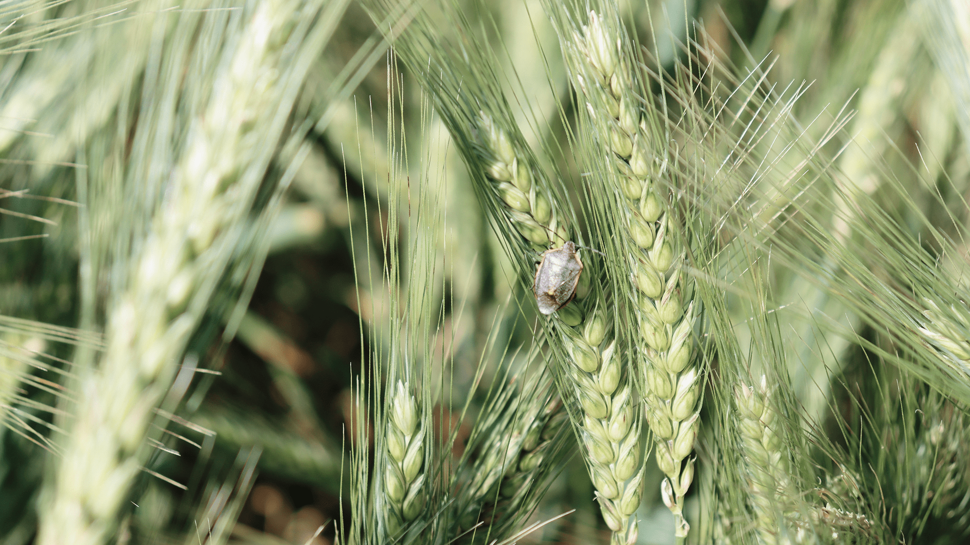 Winter and Early Spring Insect Pests in Texas Small Grains