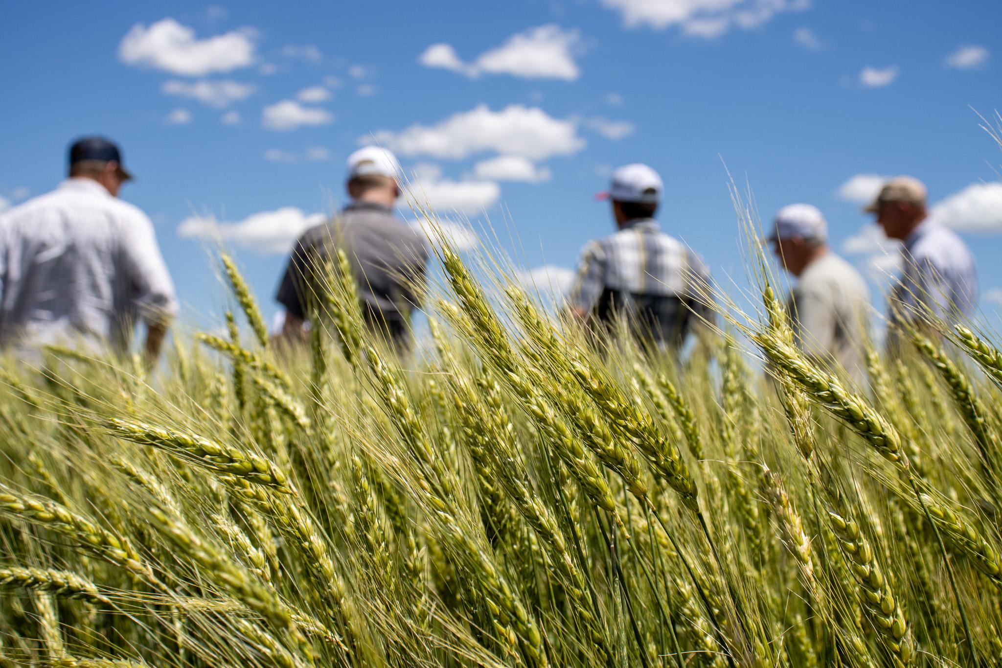 Press Release: Texas Wheat Increases Research Investment