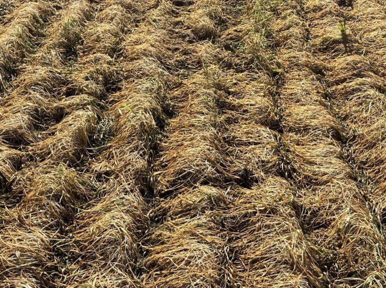 Severe freeze damage on wheat crop