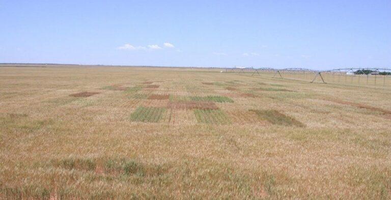 Small plot wheat trial