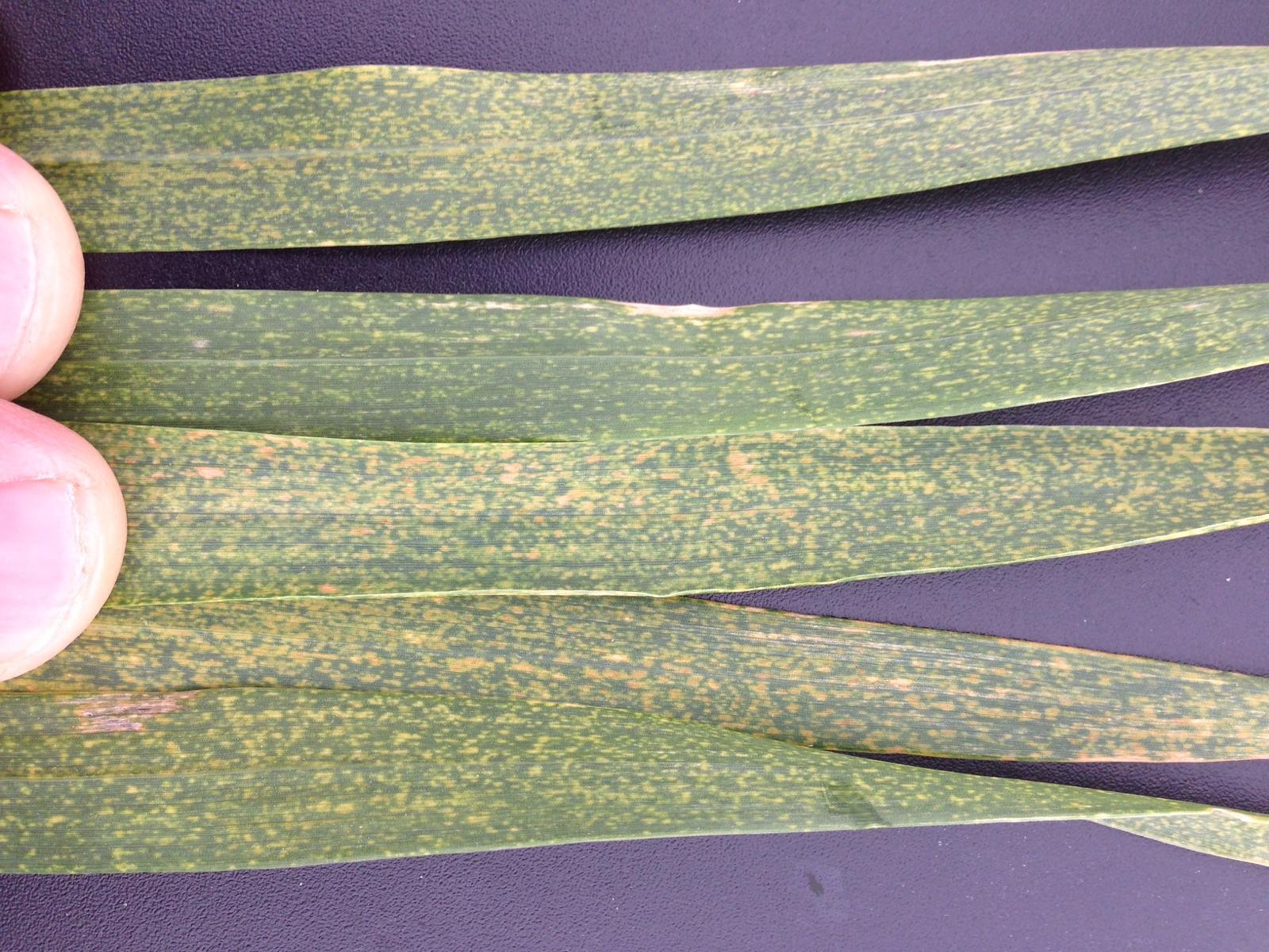 Physiological Leaf Spotting in Wheat