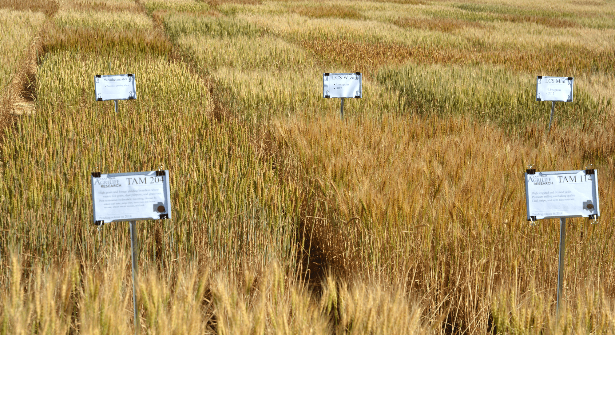 Texas Wheat Calls for Research Proposals