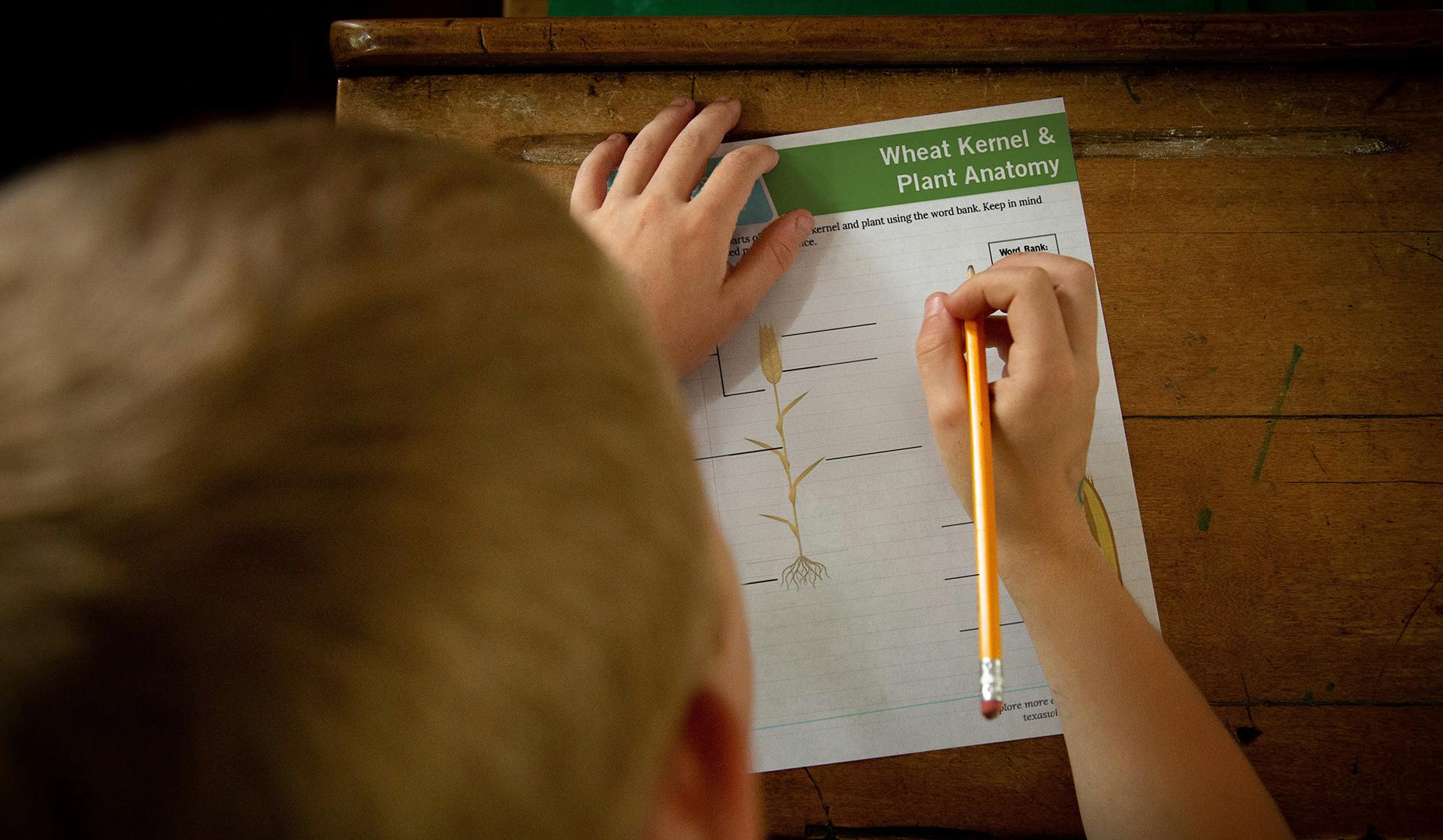 Kernel & Wheat Anatomy