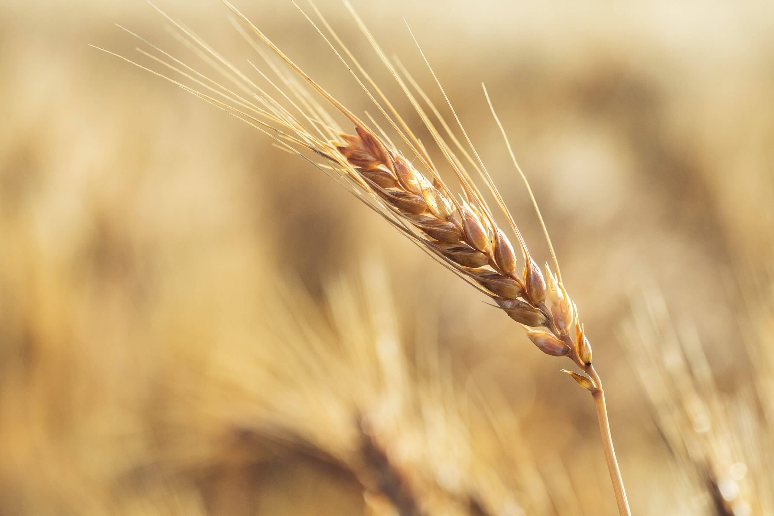 Texas Wheat Bolsters Research Investment Through New Partnership