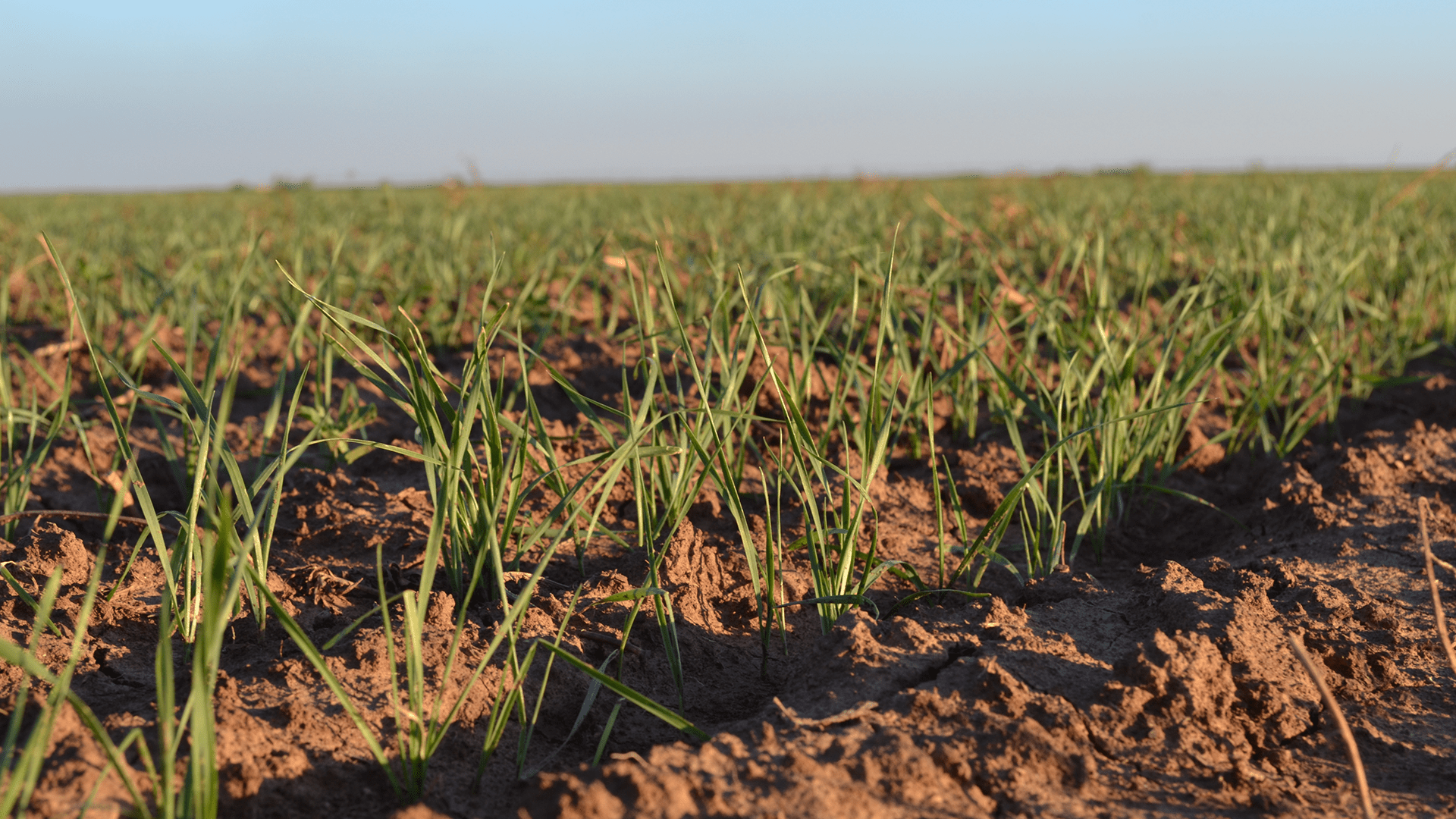 Management Tips for Mild Winters