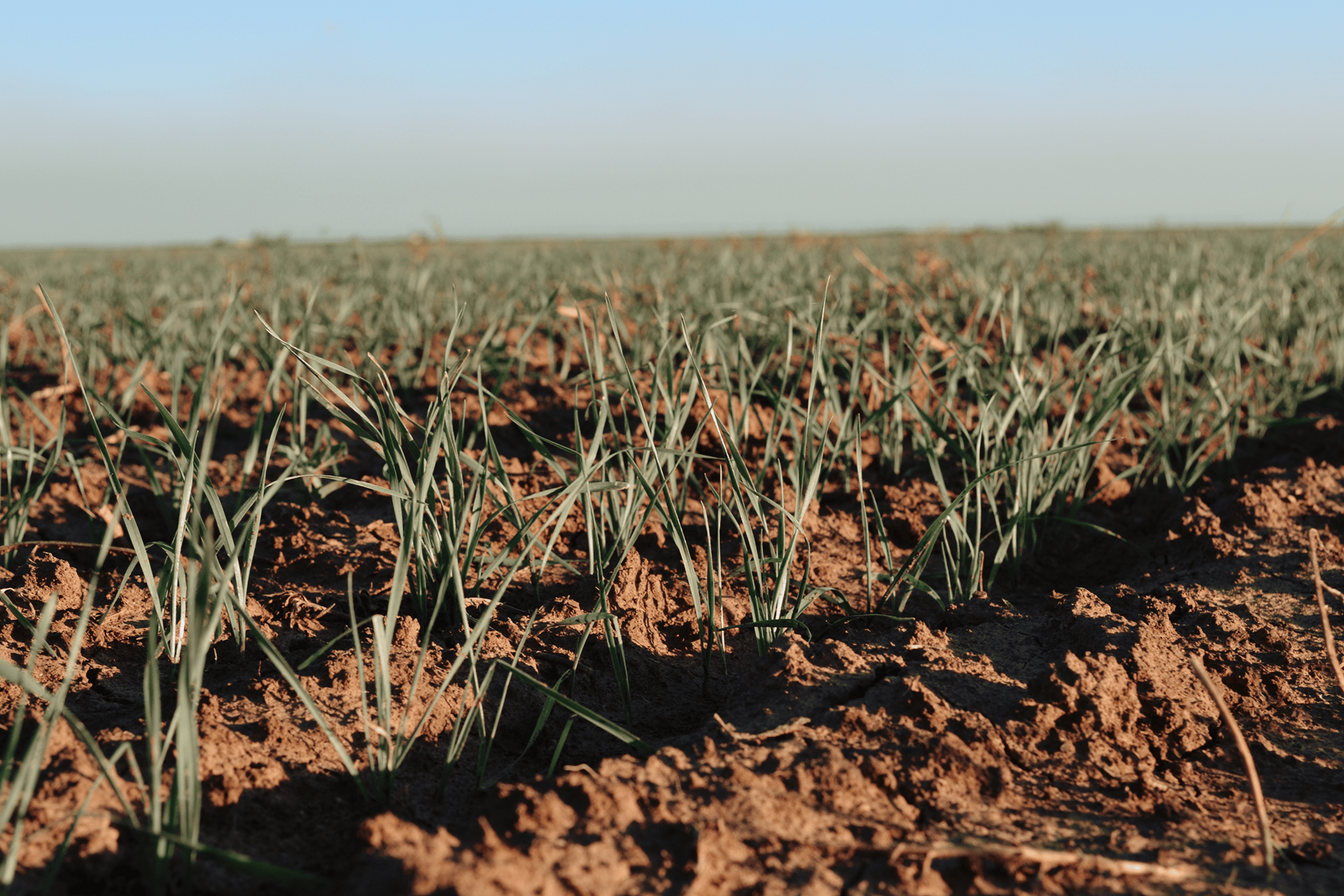 Lesson 2-Wheat Anatomy & Growth