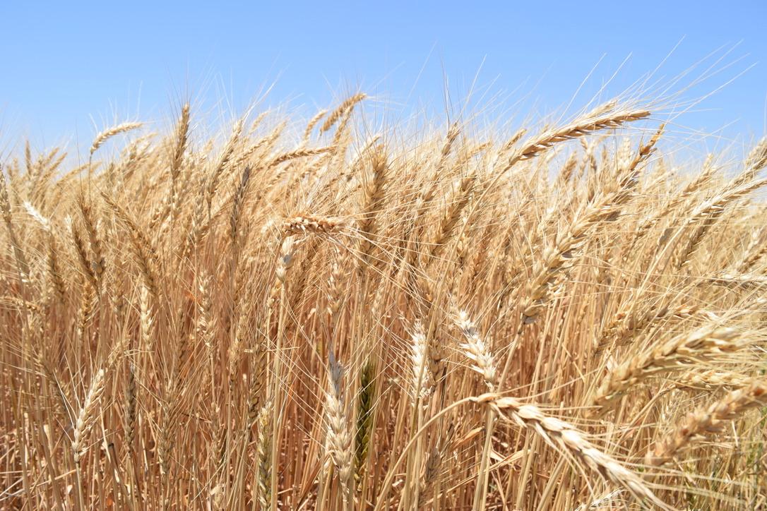 Lesson 1-Introducing Wheat