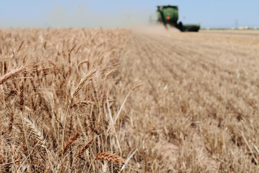 Lesson 5-Uses of Wheat