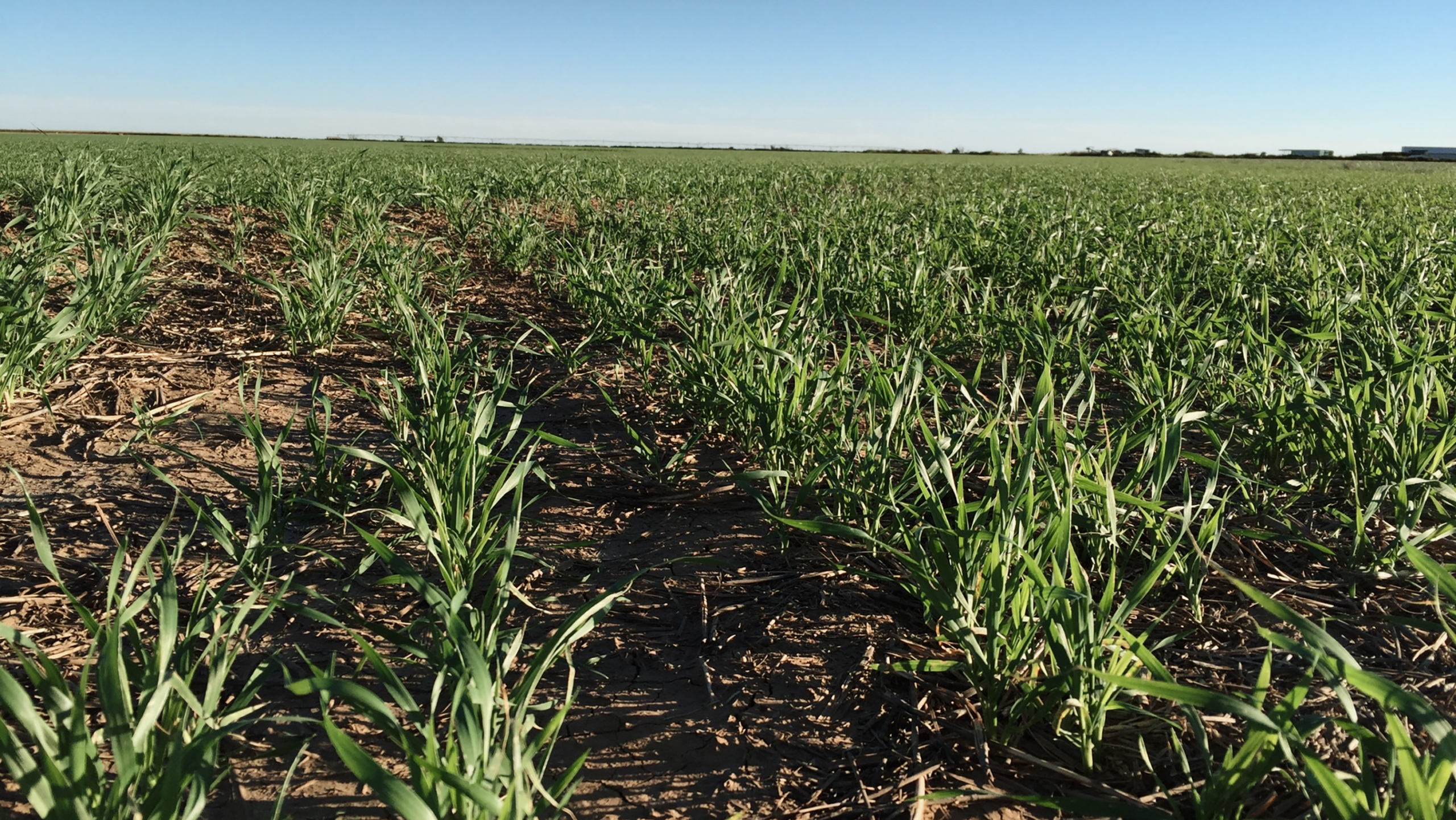 Optimum Timing of Topdress N in Wheat