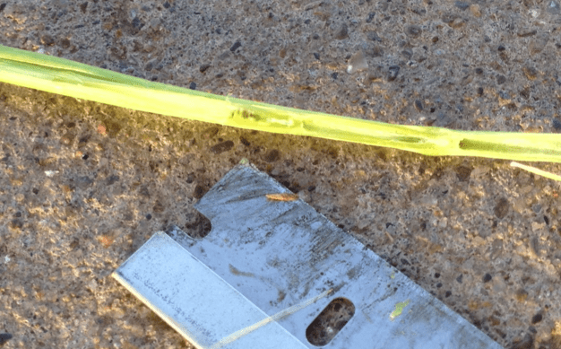 Split wheat stem showing freeze injury