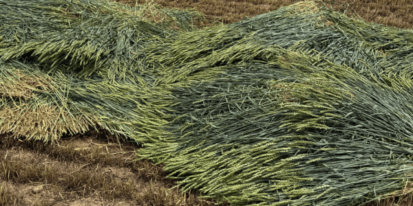 Irrigated Cool-Season Silage Trial Results