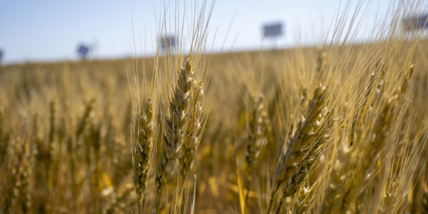 Rolling Plains Trial Results