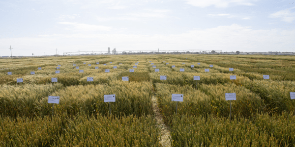 High Plains Trial Results