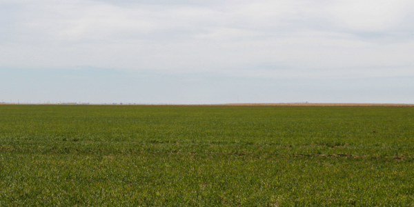 Production, Price, and Profit Prospects for the 2027 Wheat Crop
