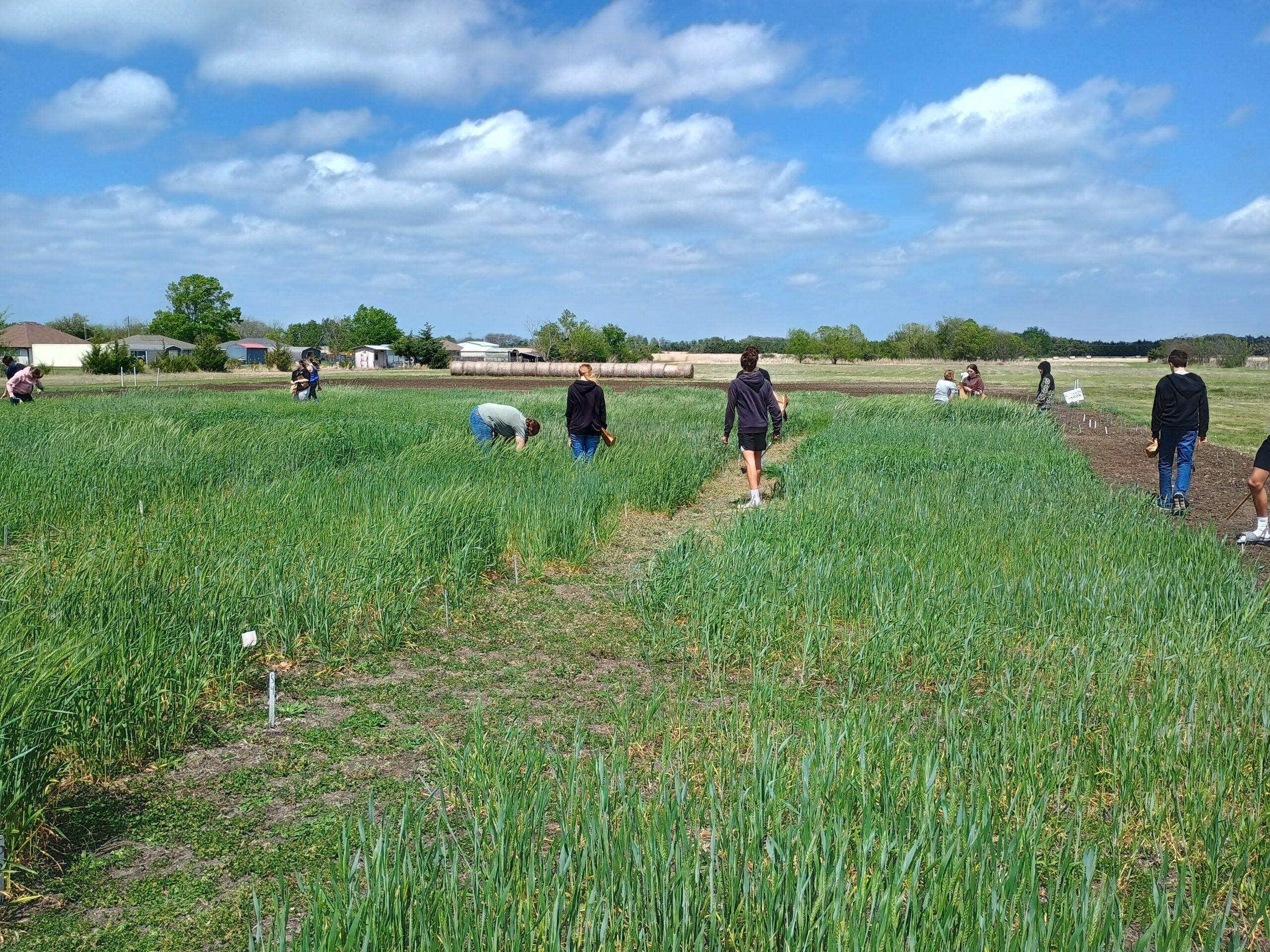 Introducing STEAM Students to Wheat Production