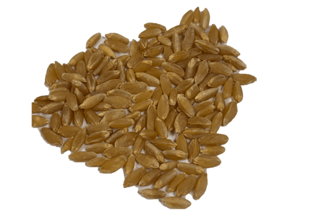 Durum Wheat kernels