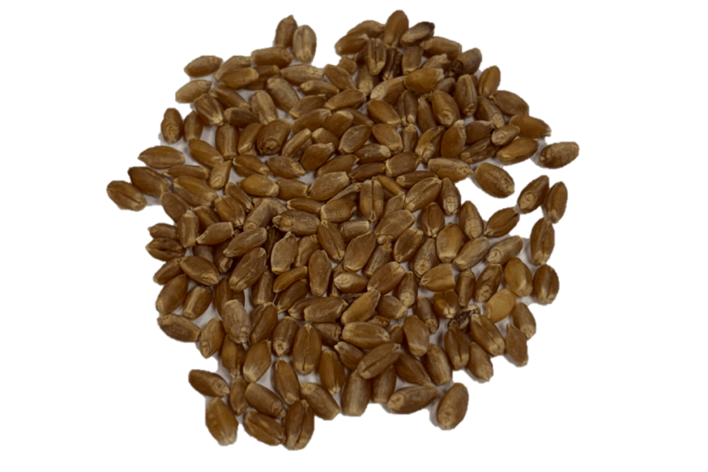 Hard Red Spring kernels