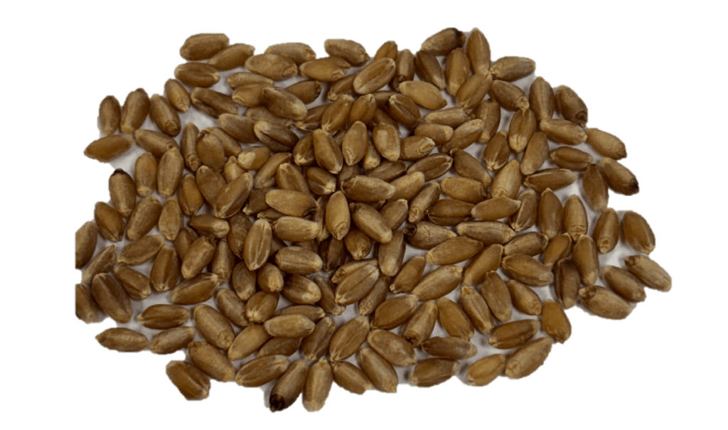 Hard Red Winter Wheat kernels
