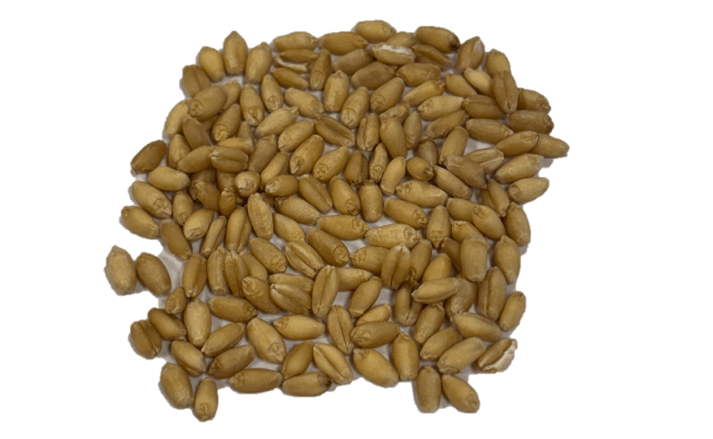 Hard White Wheat kernels