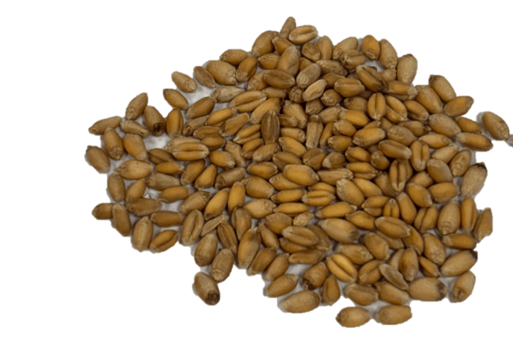 Soft Red Winter Wheat kernels