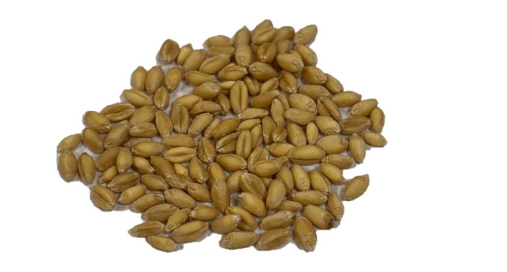 Soft White Wheat kernels