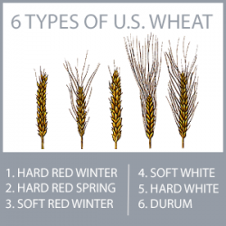 6 classes of wheat logo