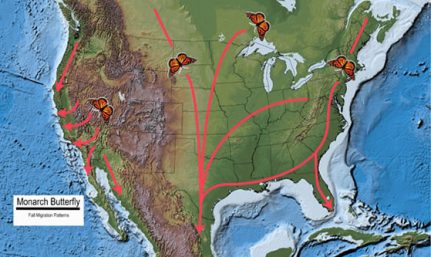 Monarch Butterfly Migration Patter