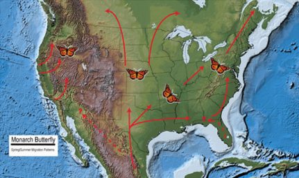 Monarch Butterfly Migration Pattern